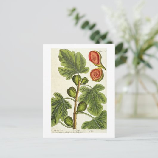 The Fig Tree, 125 from 'A Curious Herbal', p ポストカード (スタンド正面)