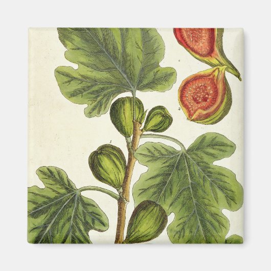 The Fig Tree, 125 from 'A Curious Herbal', p マグネット (正面)