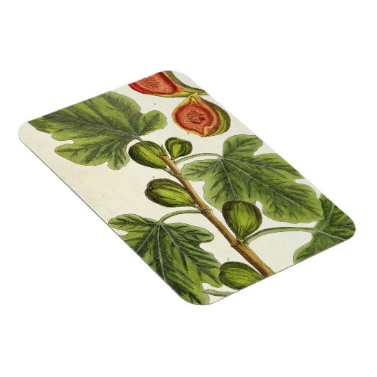 The Fig Tree, 125 from 'A Curious Herbal', p マグネット (右側)