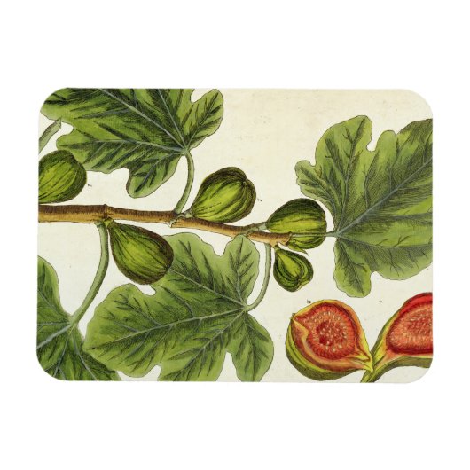 The Fig Tree, 125 from 'A Curious Herbal', p マグネット (横)