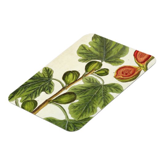 The Fig Tree, 125 from 'A Curious Herbal', p マグネット (左側)