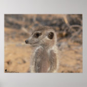 The Fluffernutter Collection - Daydreaming ポスター (正面)