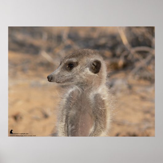 The Fluffernutter Collection - Daydreaming ポスター (正面)