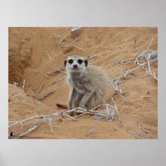 The Fluffernutter Collection - Smiling ポスター (正面)