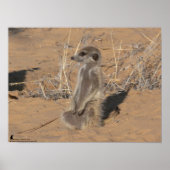 The Fluffernutter Collection - Sunning ポスター (正面)