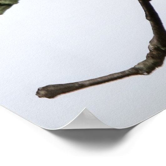 The Fly Catcher ポスター (角)