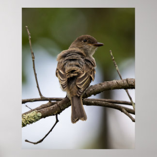 The Fly Catcher ポスター