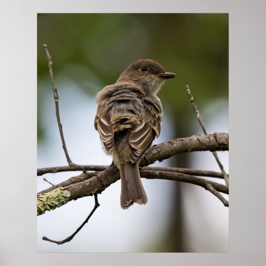 The Fly Catcher ポスター (正面)