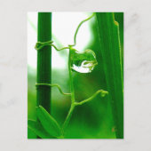 The Fool, Tarot in Nature Meditation ポストカード (正面)