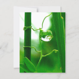 The Fool, Tarot in Nature Meditation ポストカード