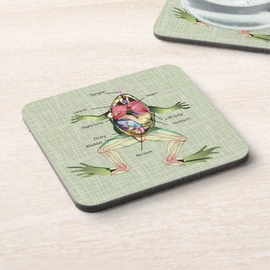 The Frog's Anatomy コースター (左側)