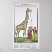 The Giraffe Presented to the King ポスター (正面)