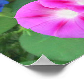 THE GLORY OF THE MORNING GLORY  ポスター (角)