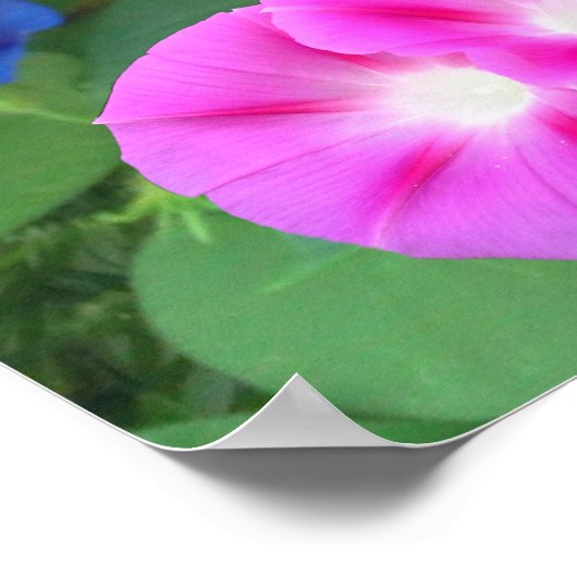 THE GLORY OF THE MORNING GLORY  ポスター (角)