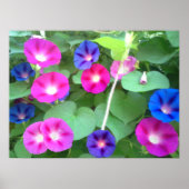 THE GLORY OF THE MORNING GLORY  ポスター (正面)