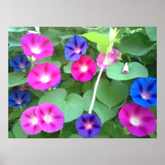 THE GLORY OF THE MORNING GLORY  ポスター (正面)