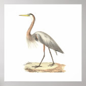 The Great Blue Heron  (Ardea herodias) ポスター (正面)