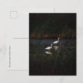 The great egret (Ardea alba) birds ポストカード (正面/裏面)