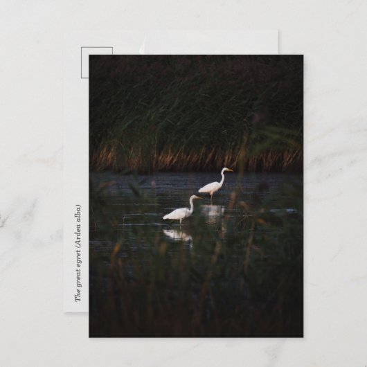 The great egret (Ardea alba) birds ポストカード (正面/裏面)