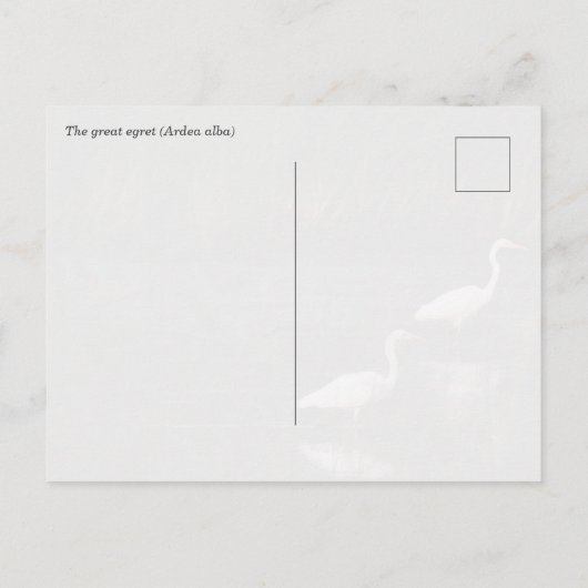 The great egret (Ardea alba) birds ポストカード (裏面)