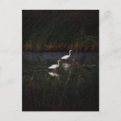 The great egret (Ardea alba) birds ポストカード (正面)