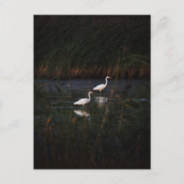 The great egret (Ardea alba) birds ポストカード