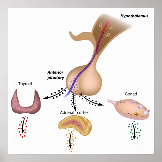 The hypothalamic pituitary axes Poster ポスター (正面)