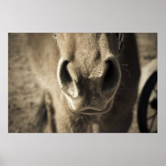 The Incredible Edible Mr. Ed ポスター