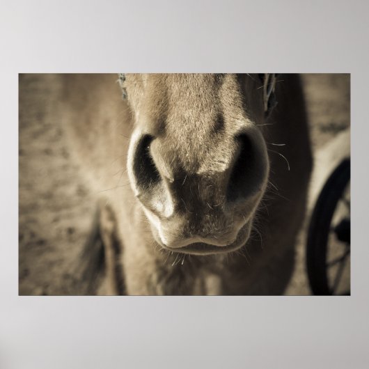 The Incredible Edible Mr. Ed ポスター (正面)