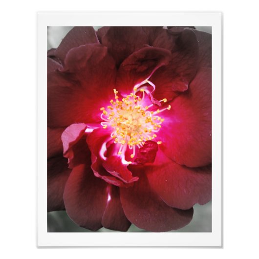 The Inner Fire - Red Roseの写真 フォトプリント (正面)