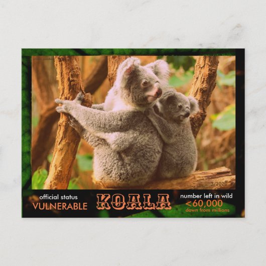 THE KOALA (Bear)は絶滅危惧種である読。 - ポストカード (正面)