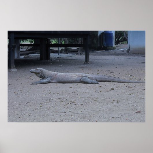 The Komodo Dragon ポスター (正面)