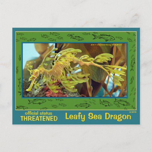 The Leafy Sea Dragon is絶滅危惧種 – ポストカード (正面)
