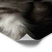 The Little Gentleman's First Gala ポスター (角)