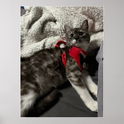 The Little Gentleman's First Gala ポスター (正面)