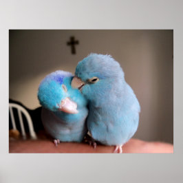 The Love we共有Pacific Blue Parrotletsポスター ポスター