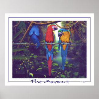 The Macaws - Poster ポスター