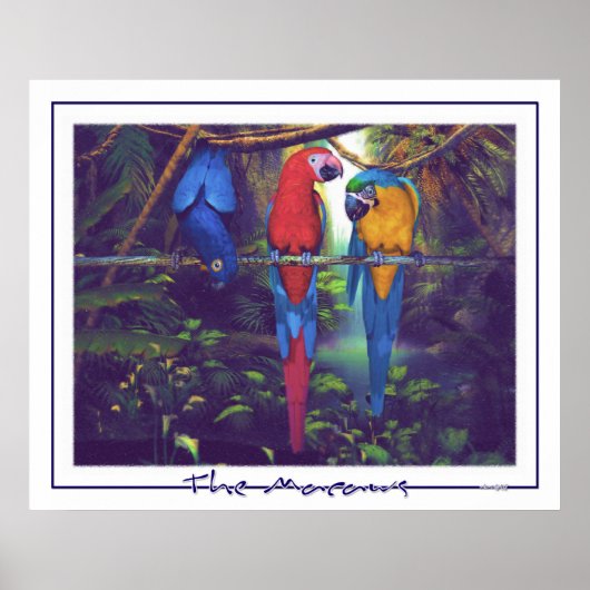The Macaws - Poster ポスター (正面)
