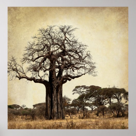 THE MAJESTIC BAOBAB TREE of AFRICA ポスター (正面)