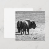 The Mighty Buffalo  サンキューカード (正面/裏面)