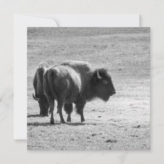 The Mighty Buffalo  サンキューカード (正面)