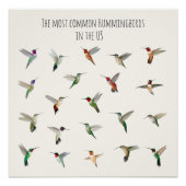 The most common hummingbirds in the US ポスター (正面)