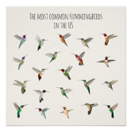 The most common hummingbirds in the US ポスター