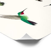 The most common hummingbirds in the US ポスター (コーナー)