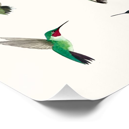 The most common hummingbirds in the US ポスター (コーナー)