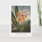 The Nodding Renealmia — Modern Botanical Reinterpr カード (正面)