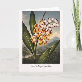 The Nodding Renealmia — Modern Botanical Reinterpr カード