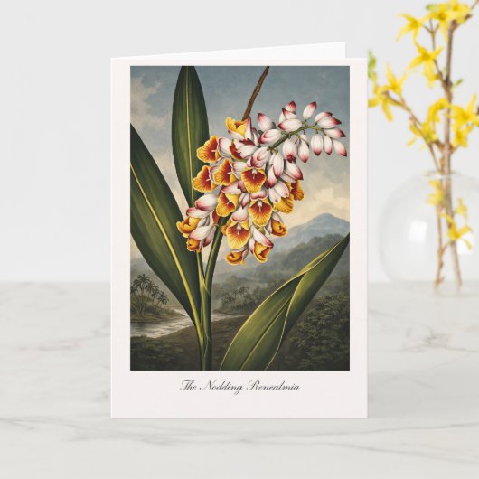 The Nodding Renealmia — Modern Botanical Reinterpr カード (黄色い花)