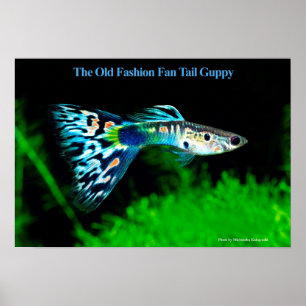 The Old Fashion Fan Tail Guppy のポスター ポスター