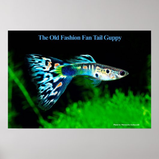 The Old Fashion Fan Tail Guppy のポスター ポスター (正面)